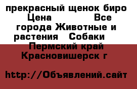 прекрасный щенок биро › Цена ­ 20 000 - Все города Животные и растения » Собаки   . Пермский край,Красновишерск г.